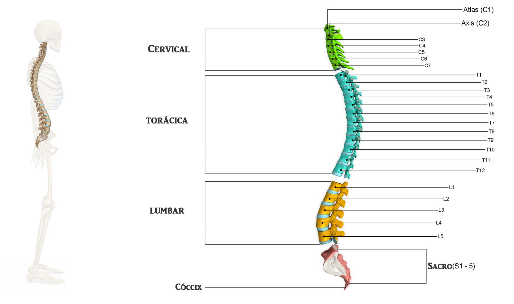 Significado de columna vertebral «Definición, características y partes»