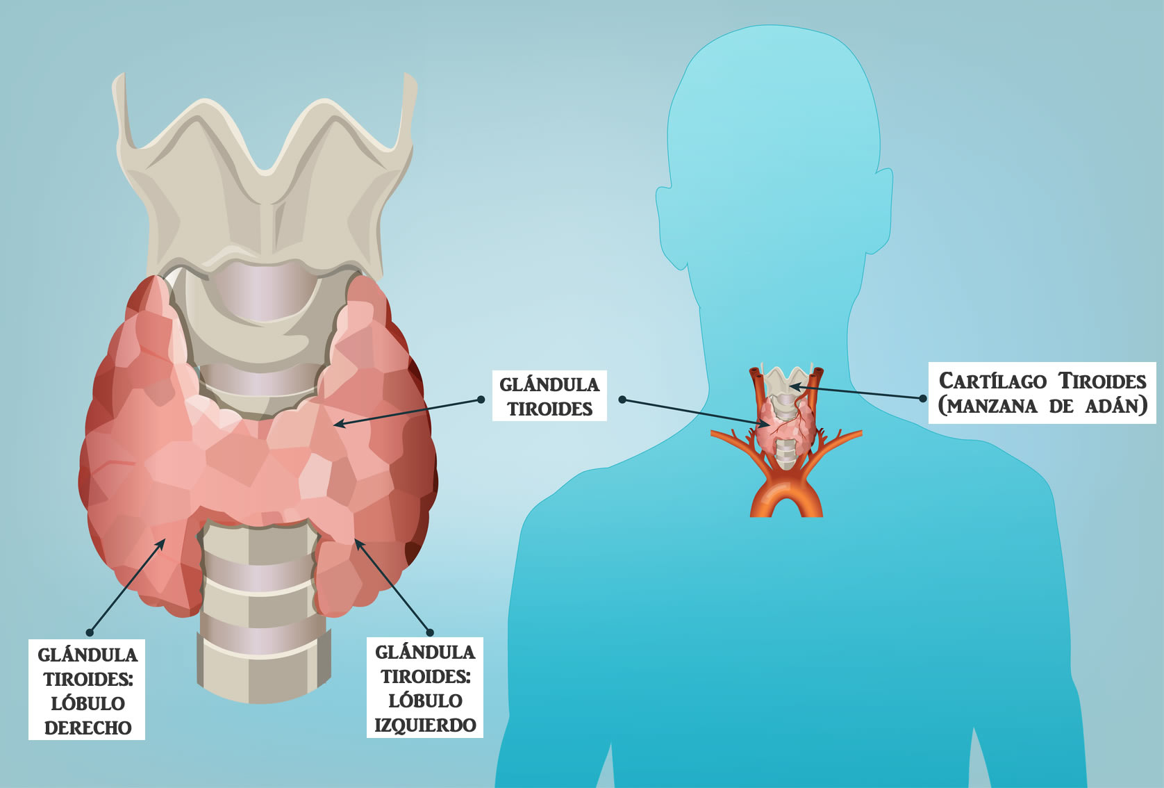 Glándula Tiroides: Importante Función Para El Cuerpo Humano