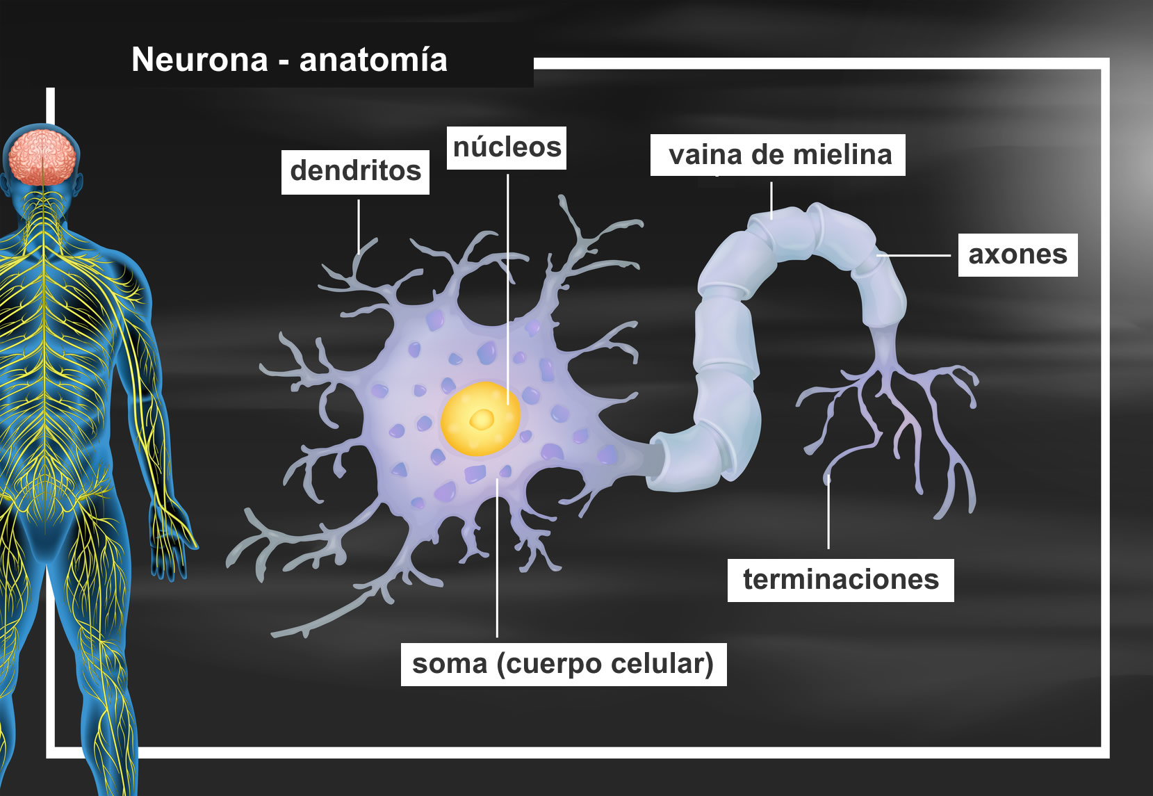Anatom a De Las Neuronas Neurona Qu Es Y Cu les Son Sus Partes