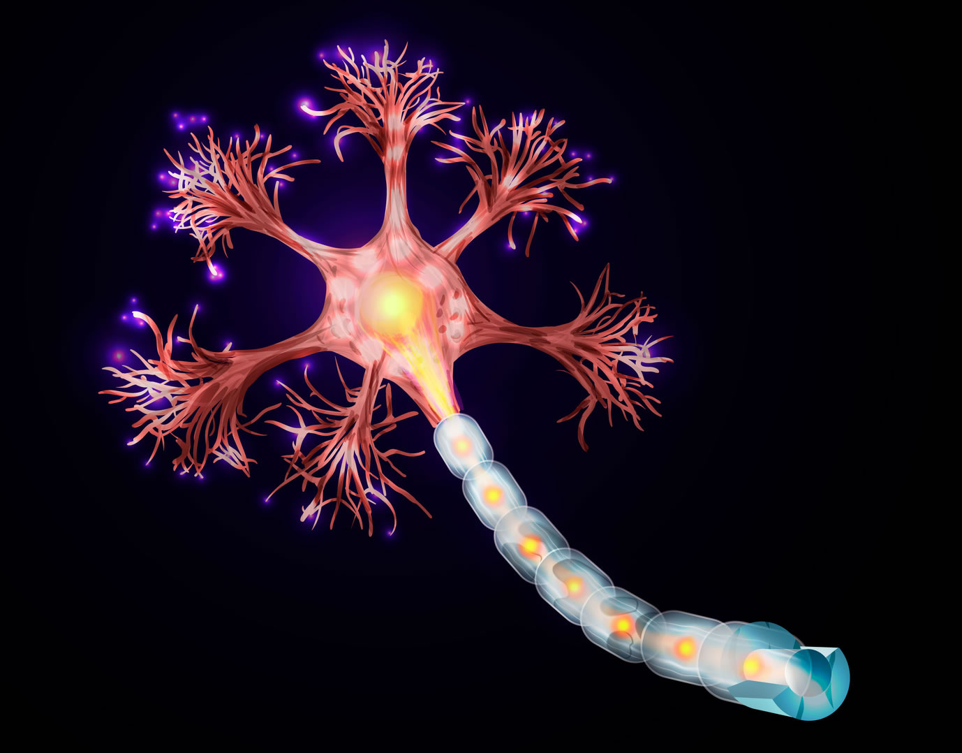 Neurona Significado Estructura Y Funciones