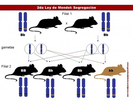 Leyes de Mendel