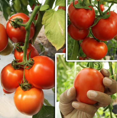 Hidroponia tomate