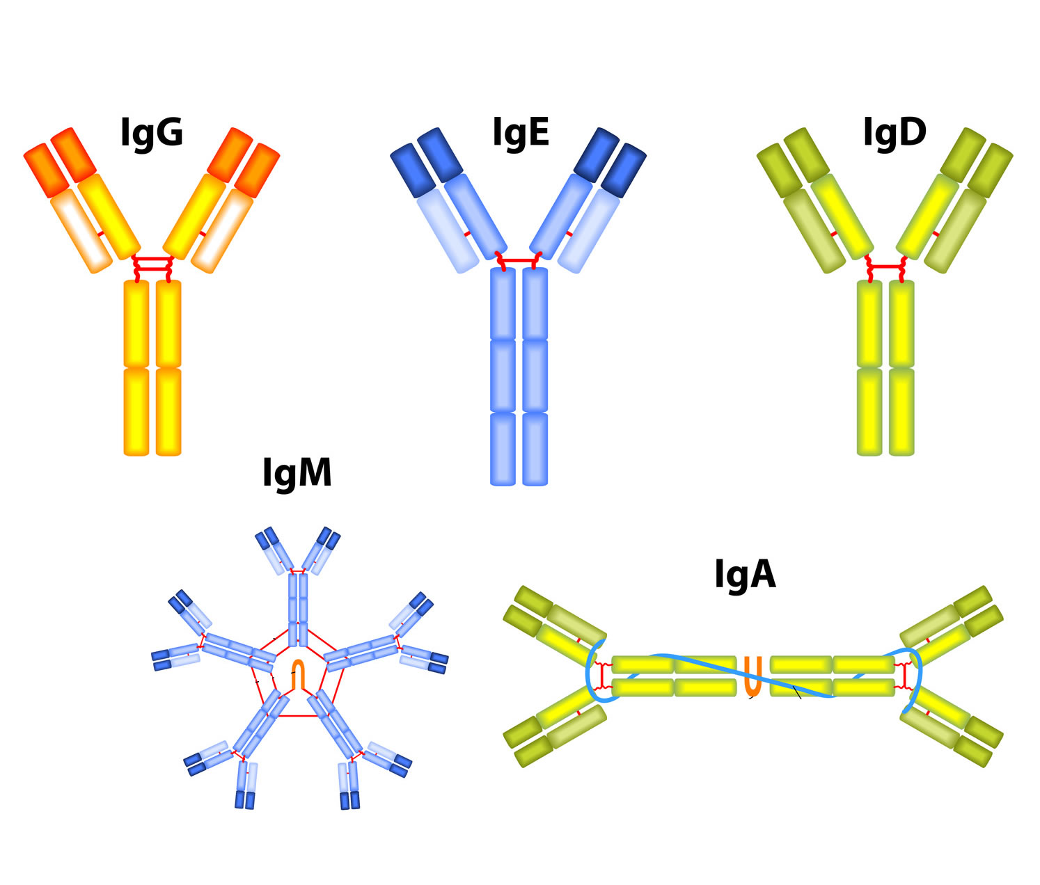 Иммуноглобулины iga igm. IGM строение иммуноглобулина. Иммуноглобулины ig g ig m ig e. Антитела иммуноглобулины структура. Иммуноглобулины антитела IGM.