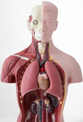 organos-interior-cuerpo-humano